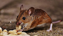 24 Hour & Emergency Exterminators in Monterey, CA
